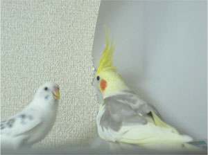 オカメインコ